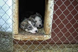 Welpe zwei Monate alter Husky-Hund foto