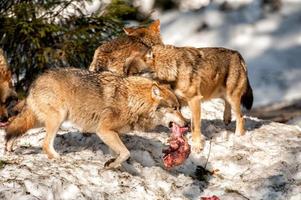 Wolf frisst und jagt im Schnee foto