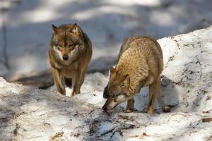 Wolf frisst im Schnee foto