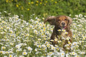 Englisch Cocker Spaniel Hund in Gänseblümchen foto