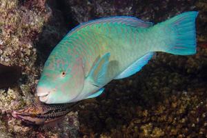 Papageienfisch unter Wasser foto