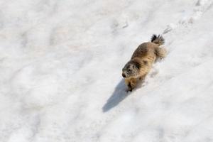 isoliertes Murmeltier beim Laufen auf dem Schnee foto