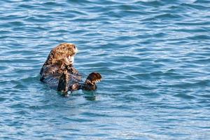 Meer Otter im das Alaska Blau Meer foto