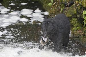 isolierter schwarzer bär beim essen eines lachses in alaska foto