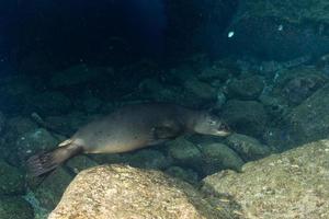 Seelöwe unter Wasser schaut dich an foto