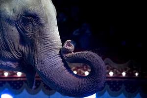 Zirkus Elefant LKW schließen oben Porträt foto