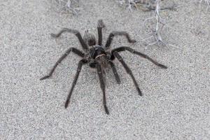 Vogelspinne nah auf dem Sandhintergrund foto