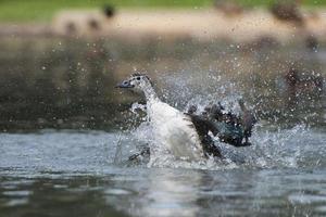 wilde Ente beim Planschen auf dem Wasser foto