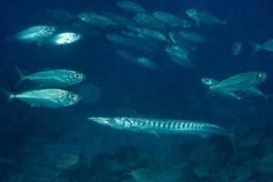 Barrakuda-Fische unter Wasser foto