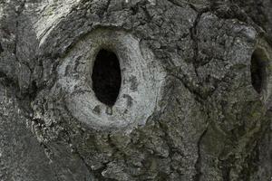 holzig Specht Nest auf ein Baum foto