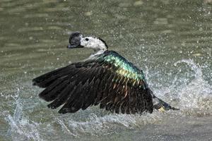 Wildente beim Planschen auf dem Wasser foto