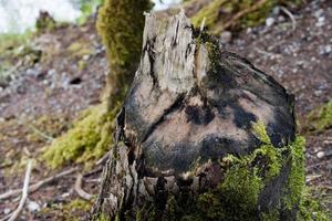 ein vom Biber gefällter Baum foto