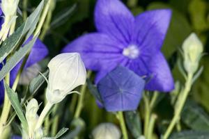 violett Blume Weiß Stempel foto