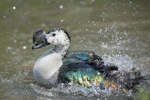 Wildente beim Planschen auf dem Wasser foto