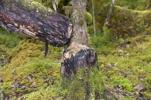 ein vom Biber gefällter Baum foto