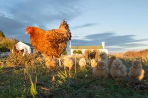 Brütende Henne und Küken in einem Bauernhof foto