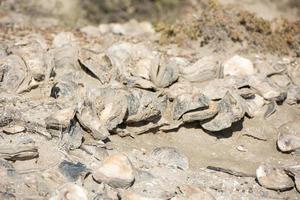 Milliarden Jahre alte Muscheln am Strand foto