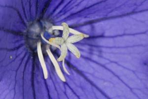 violett Blume Weiß Stempel foto