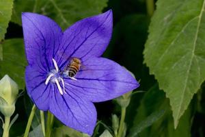 Biene sammelt Pollen in einer Blume foto