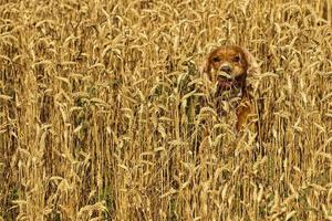 Hündchen Cocker Spaniel Hund Laufen im das Wetter Feld foto