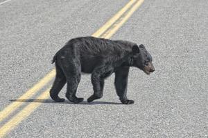 Ein Schwarzbär, der die Straße in Alaska, Britisch-Kolumbien, überquert foto