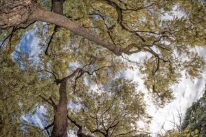 Riese Eukalyptus Baum Gelb Blatt foto