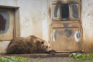 schwarze Grizzlybären foto