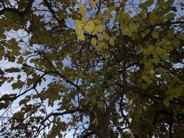 Kaki-Obstbaum und Blätter im Herbst foto