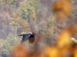 Krähe fliegend mit Nuss foto