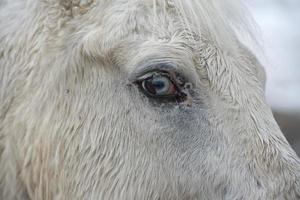 weißes pferd blaues auge foto