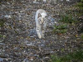 Katze im das wild Kommen zu Sie foto