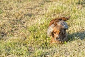 junger Hund, der auf dem Gras läuft foto
