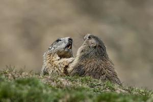 zwei Murmeltiere beim Spielen foto