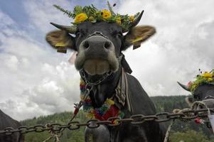 Kuh Königin mit Blume Krone foto