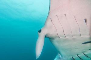 Manta beim Tauchen in Raja Ampat Papua Indonesien foto