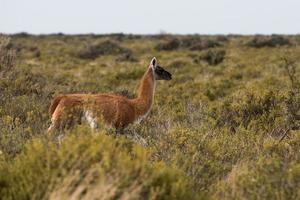 Guanaco-Porträt in Argentinien Patagonien foto