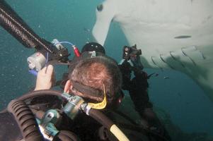 Manta Nahaufnahme Porträt in Raja Ampat Papua Indonesien foto