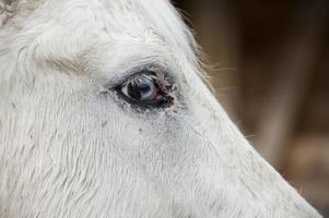 weißes pferd blaues auge foto