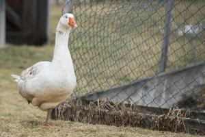 Gans Nahaufnahme Porträt foto