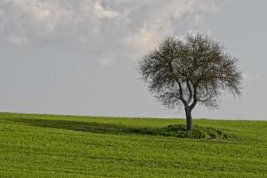 Hügellandschaft der Toskana foto