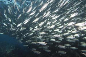 in einer Fischschwarm unter Wasser foto