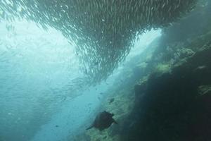 Meer Löwe unter Wasser während eintreten ein Schule von Fisch foto