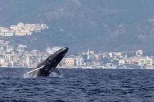 Buckelwal durchbricht extrem selten das Mittelmeer in der Nähe von Genua, Italien, August 2020 foto