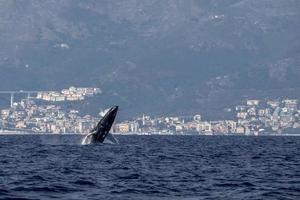 Buckelwal durchbricht extrem selten das Mittelmeer in der Nähe von Genua, Italien, August 2020 foto