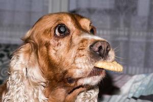 junger Hund, der einen Keks hält foto