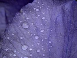 Irisblume nach dem Regen Nahaufnahme Makro foto