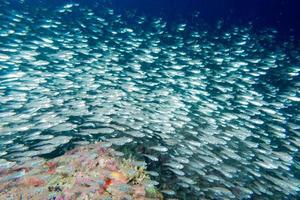 Glas fischt riesige Köderkugel, die sich unter Wasser bewegt foto