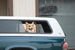 Hund warten im Auto foto