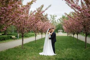 Jungvermählten gehen im das Park unter Kirsche Blüten foto