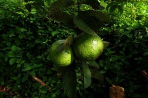 zwei Guave hängend auf ein Baum im das Garten foto